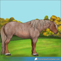 Horse Color:Red Roan 