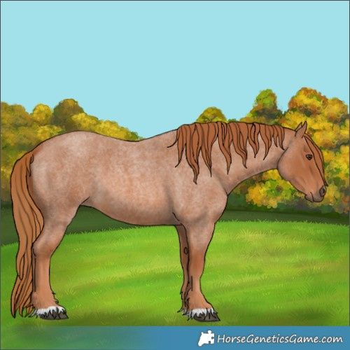 Horse Color:Red Roan 