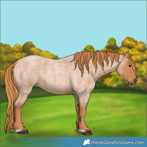 Horse Color:Red Roan
