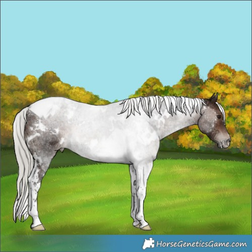 Horse Color:White Spotted Silver Brown Ice Mushroom Tobiano Rabicano 