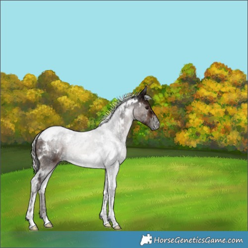 Horse Color:White Spotted Silver Brown Ice Mushroom Tobiano Rabicano