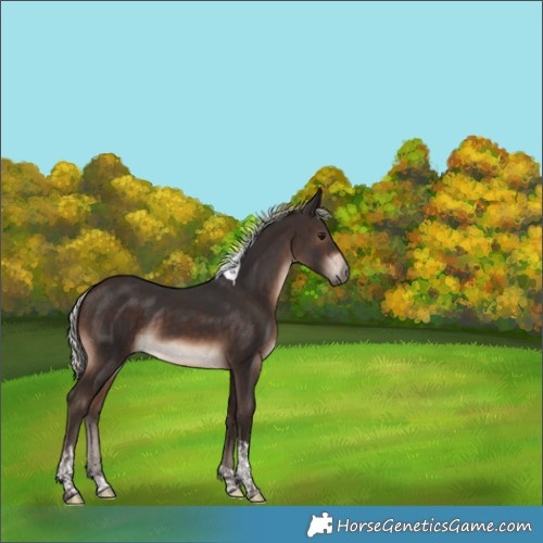 Horse Color:Silver Brown Tobiano Rabicano 