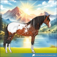 Horse Color:Brown Appaloosa 