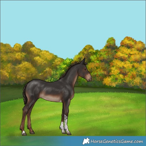 Horse Color:Liver Chestnut Tobiano Rabicano