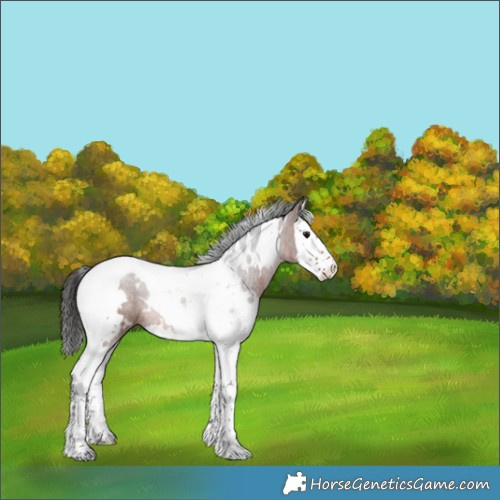Horse Color:White Spotted Brown Splash Tobiano 