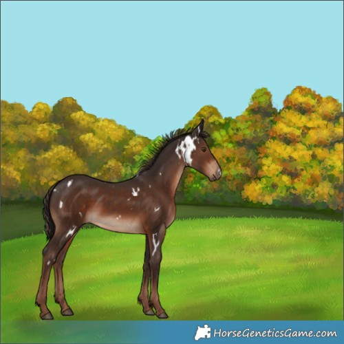 Horse Color:White Spotted Liver Chestnut Rabicano