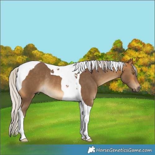 Horse Color:Silver Buckskin Tobiano Rabicano 