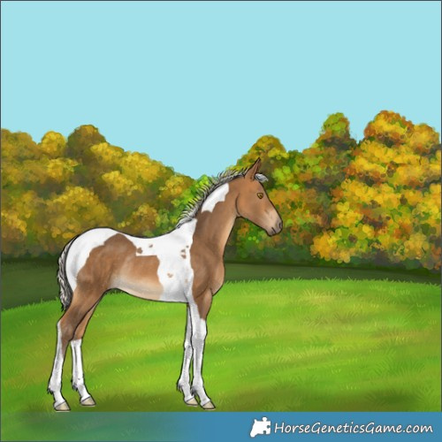 Horse Color:Silver Buckskin Tobiano Rabicano