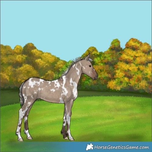Horse Color:White Spotted Silver Grullo 