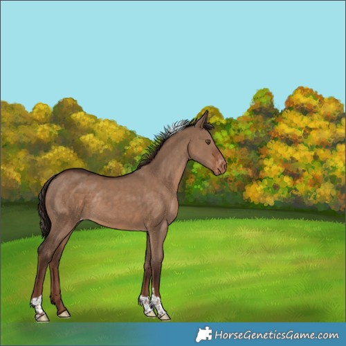 Horse Color:Liver Red Dun Tobiano Appaloosa Rabicano 