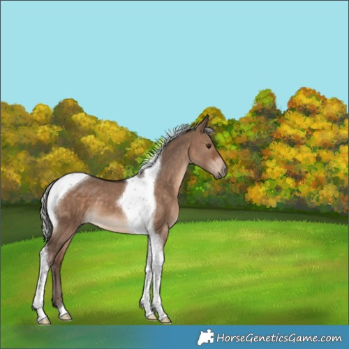 Horse Color:Silver Bay Dun Tobiano 