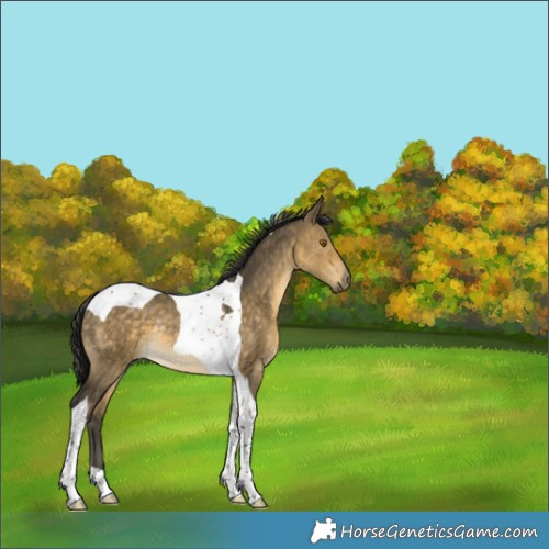 Horse Color:Buckskin Dun Tobiano Rabicano 