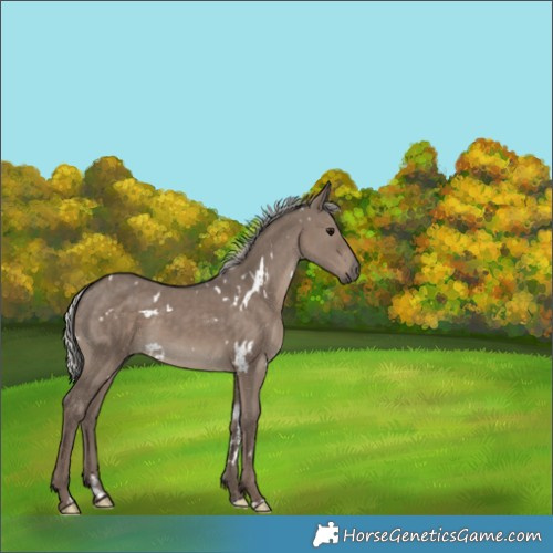 Horse Color:White Spotted Silver Grullo 