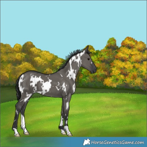 Horse Color:White Spotted Grullo 