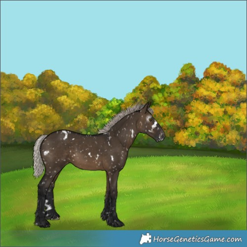 Horse Color:Gray White Spotted Silver Brown Dun Snowflake Varnish 
