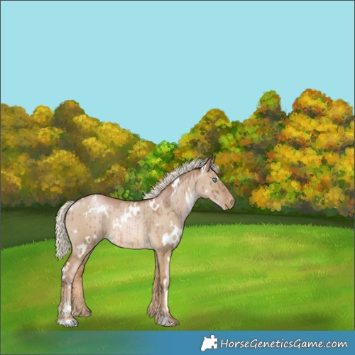 Horse Color:White Spotted Chocolate Palomino Pearl Dun Appaloosa Brindle 