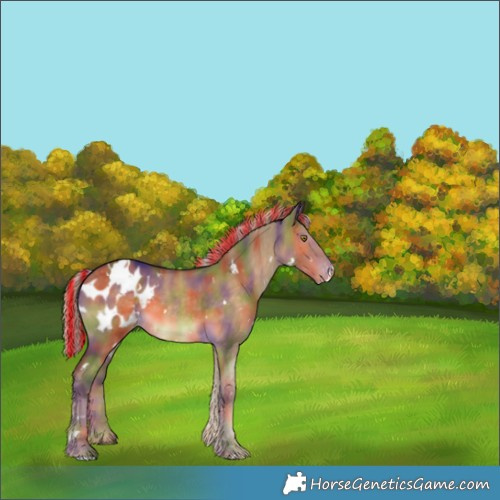 Horse Color:Painted Nacre White Spotted Chocolate Palomino Dun Appaloosa 