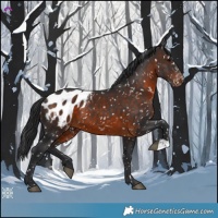 Horse Color:Brown Appaloosa 