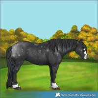 Horse Color:Black 