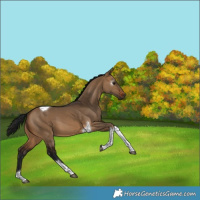 Horse Color:Gray Brown Dun Tobiano 