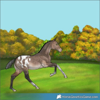 Horse Color:White Spotted Bay Dun Tobiano Appaloosa Rabicano 