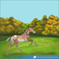 Horse Color:White Spotted Silver Brown Pearl Appaloosa Rabicano