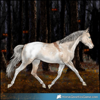 Horse Color:White Spotted Silver Grullo Pearl Tobiano Appaloosa Rabicano