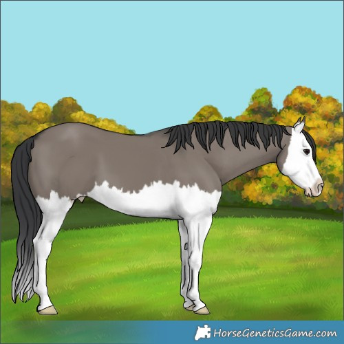 Horse Color:Grullo Splash