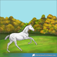 Horse Color:White Spotted Silver Brown Pearl Dun Tobiano Appaloosa Rabicano 
