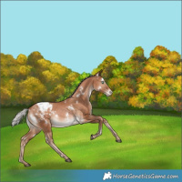 Horse Color:White Spotted Silver Brown Pearl Appaloosa Rabicano 
