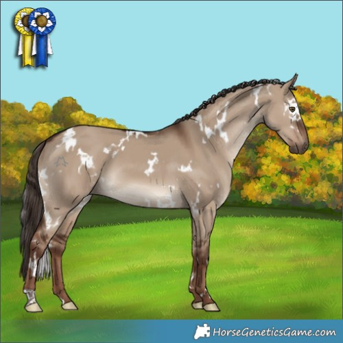 Horse Color:White Spotted Liver Red Dun 