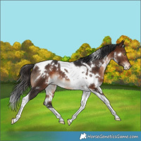 Horse Color:White Spotted Bay Tobiano Varnish Rabicano 