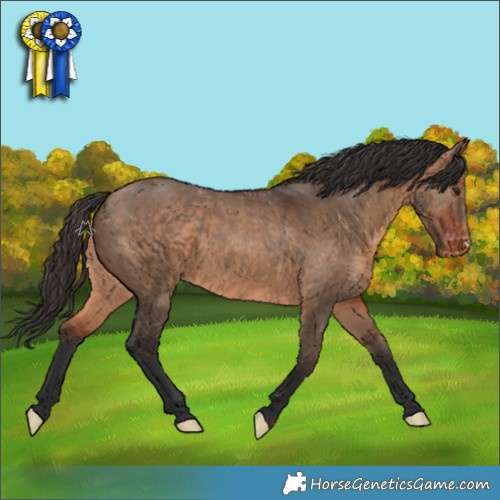 Horse Color:Bay Dun Appaloosa 