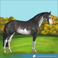 Horse Color:Platinum White Spotted Brown Rabicano 