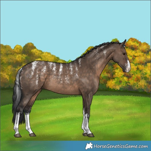 Horse Color:Powder White White Spotted Brown Dun Rabicano 