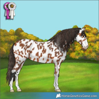 Horse Color:Bay Leopard 