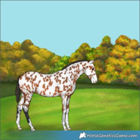 Horse Color:Bay Appaloosa 