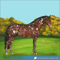 Horse Color:White Spotted Liver Chestnut Appaloosa Rabicano 