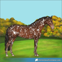 Horse Color:White Spotted Liver Chestnut Appaloosa Rabicano 