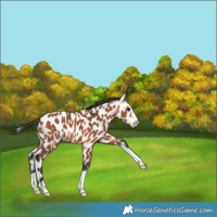 Horse Color:Bay Appaloosa