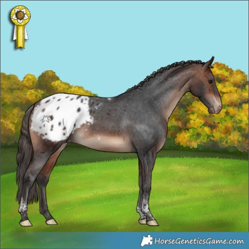 Horse Color:Bay Tobiano Appaloosa Rabicano 
