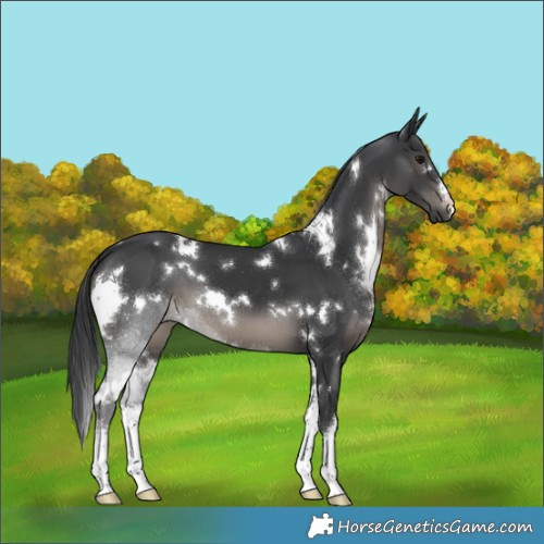 Horse Color:White Spotted Black 