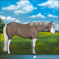 Horse Color:Silver Black Splash