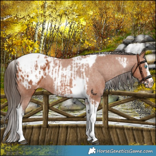 Horse Color:Bay Splash Tobiano Blanket  and Bay Splash Tobiano Frame Blanket 