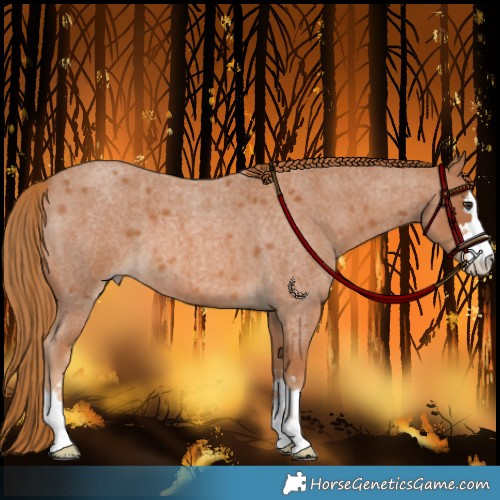 Horse Color:Red Roan