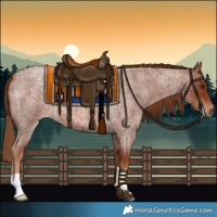 Horse Color:Red Roan