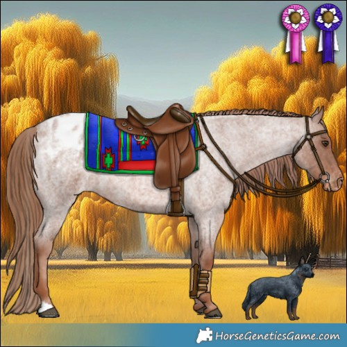 Horse Color:Red Roan Appaloosa 