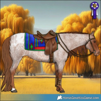 Horse Color:Red Roan Appaloosa 