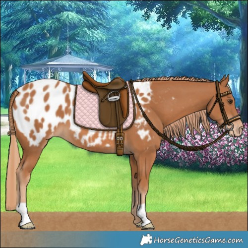 Horse Color:Chestnut Appaloosa