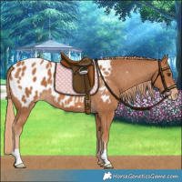 Horse Color:Chestnut Appaloosa